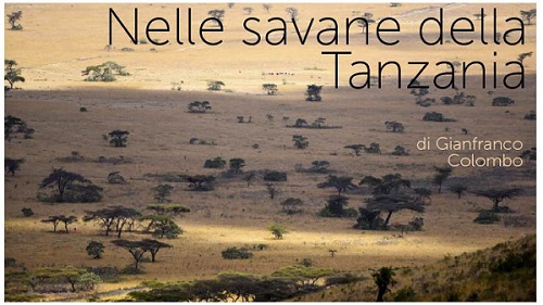 Nelle savane della Tanzania