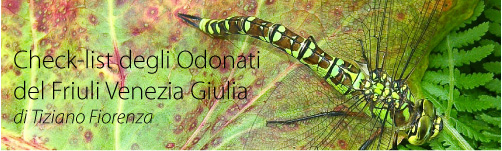 Check List Odonata FVG - foto T. Fiorenza